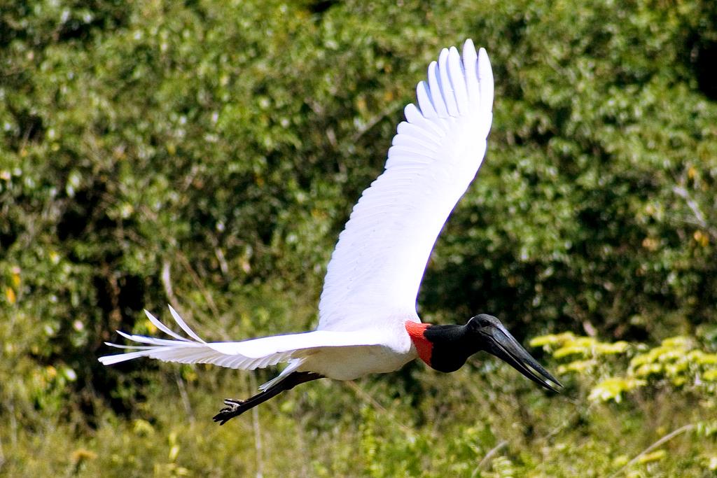 Top 10 Places to Visit in Brazil: Pantanal