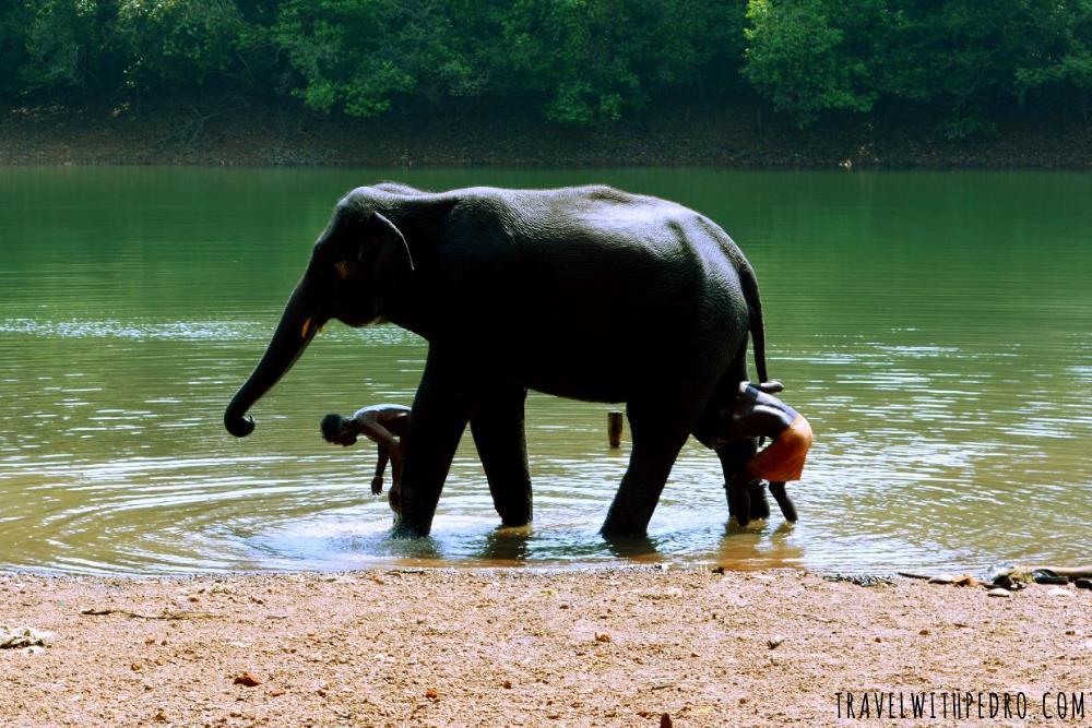 Kerala Elephant Rehabilitation Centre in Kappudaku
