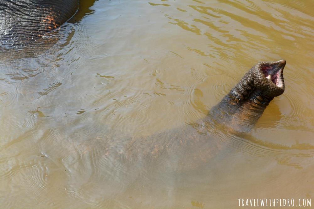 Kerala Elephant Rehabilitation Centre in Kappudaku