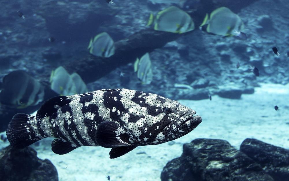 Top Places To Visit In Australia - Great Barrier Reef