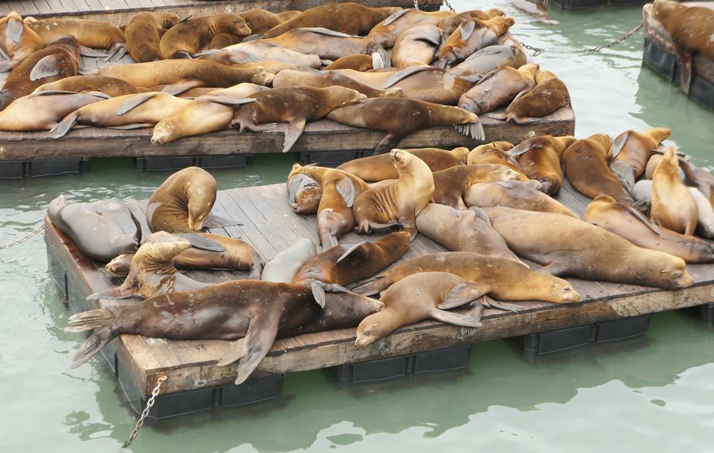 Free Things To Do In San Francisco