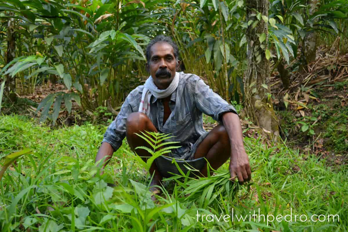 Spice farm worker Kerala