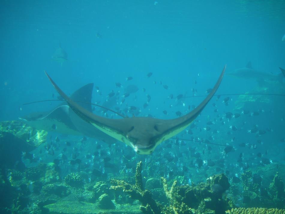 SeaWorld is one of the best Surfers Paradise Attractions