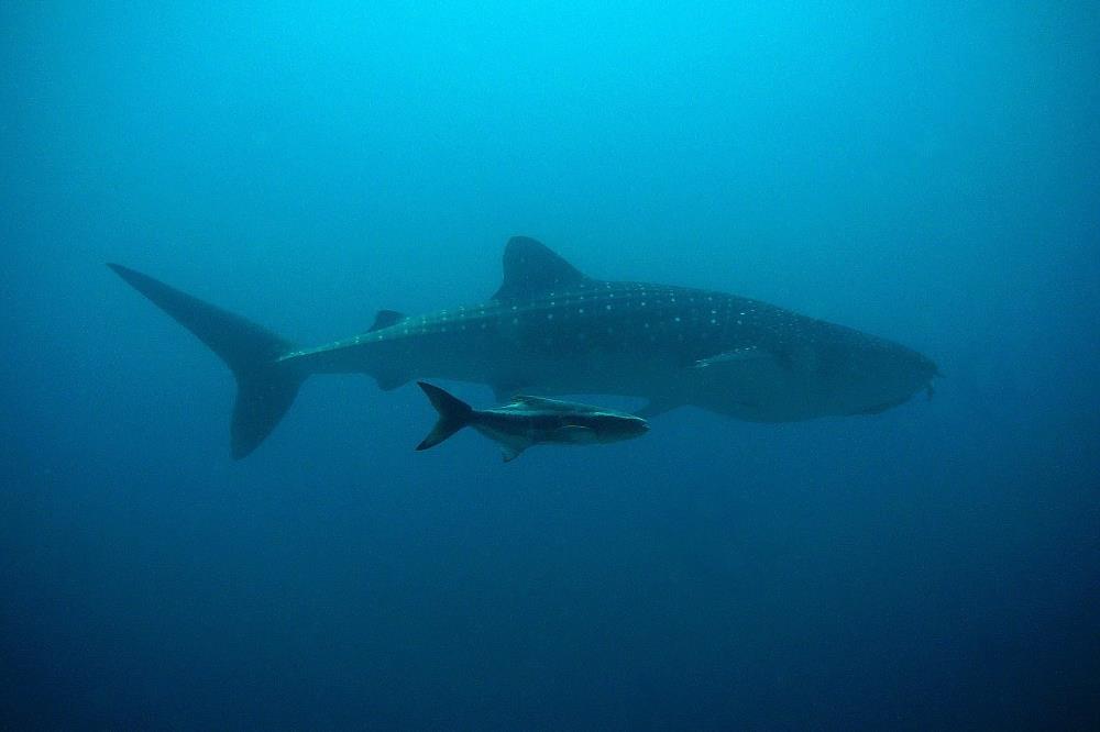 What to do in Cebu: watch whale sharks in Oslob