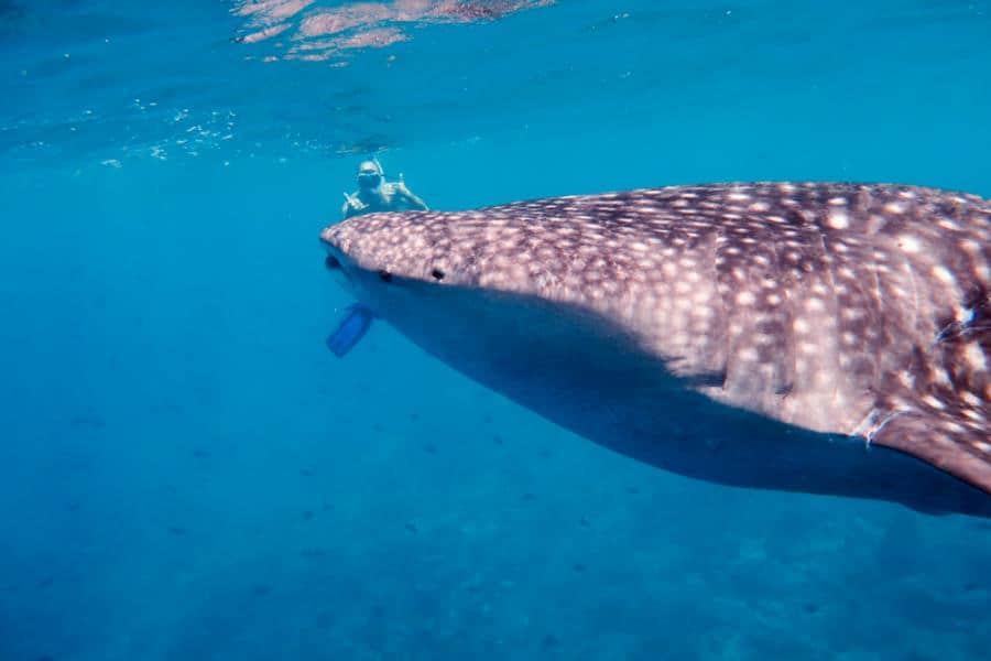 Holbox attractions: swimming with whale sharks