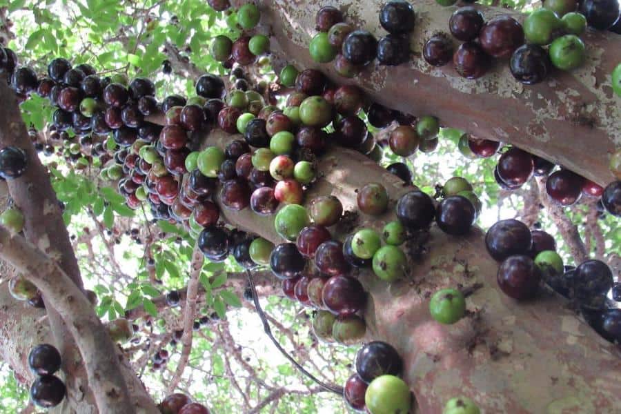 What's Brazil known for? Tropical fruits