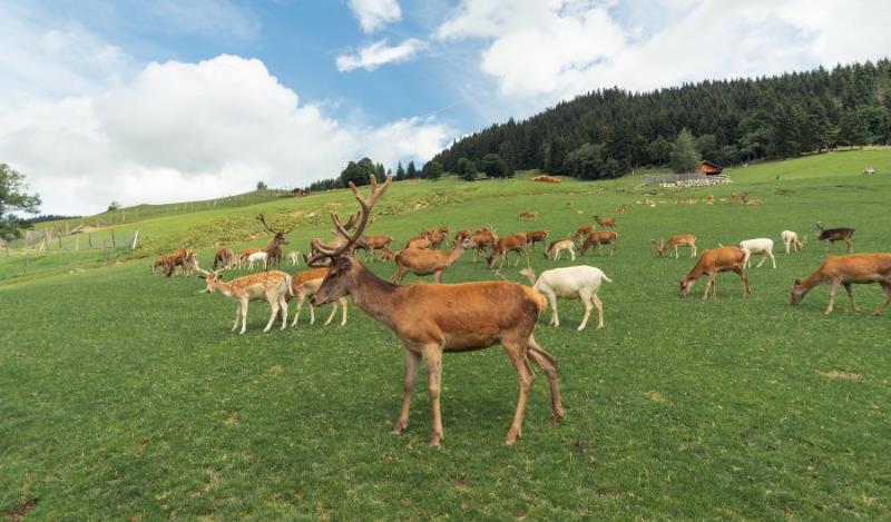 Best hikes in Austria: Aurach