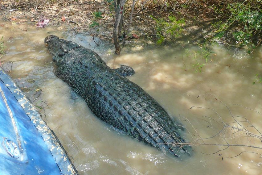 Things to do in Port Douglas: see saltwater crocs