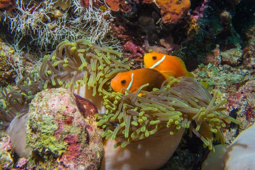 Snorkelling the Great Barrier Reef
