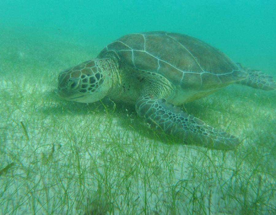 Playa Akumal