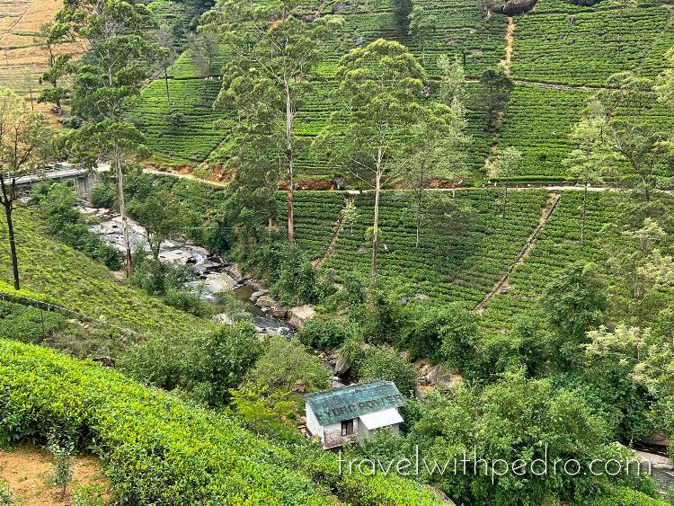 One the largest tea plantations in Kandy, Sri Lanka