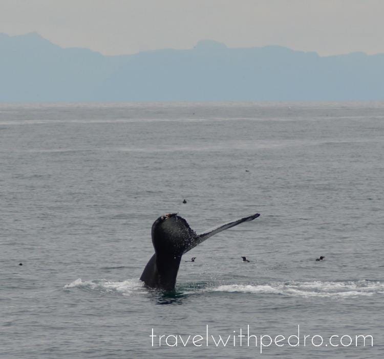 One day in Reykjavik: Go on a whale-watching tour
